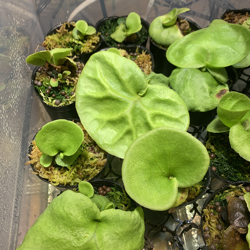 ビカクシダ リドレイ 胞子培養株 はじめての板付け 01（Platycerium ridleyi）