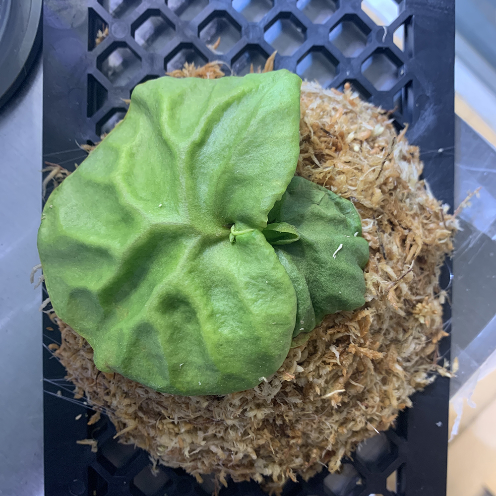 ビカクシダ リドレイ 胞子培養株 はじめての板付け 02（Platycerium ridleyi）