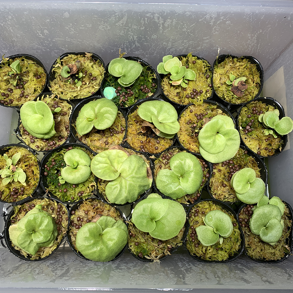 ビカクシダ リドレイ 胞子培養株 良いサイズになってきた 01（Platycerium ridleyi）