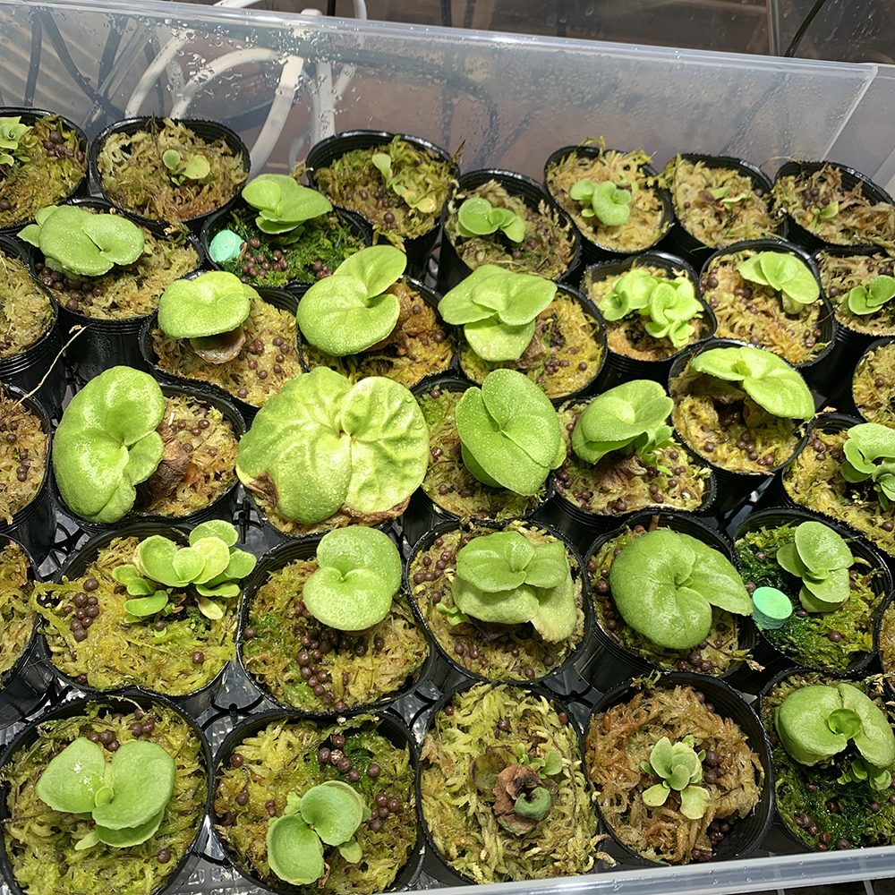 ビカクシダ リドレイ 胞子培養株 良いサイズになってきた 02（Platycerium ridleyi）