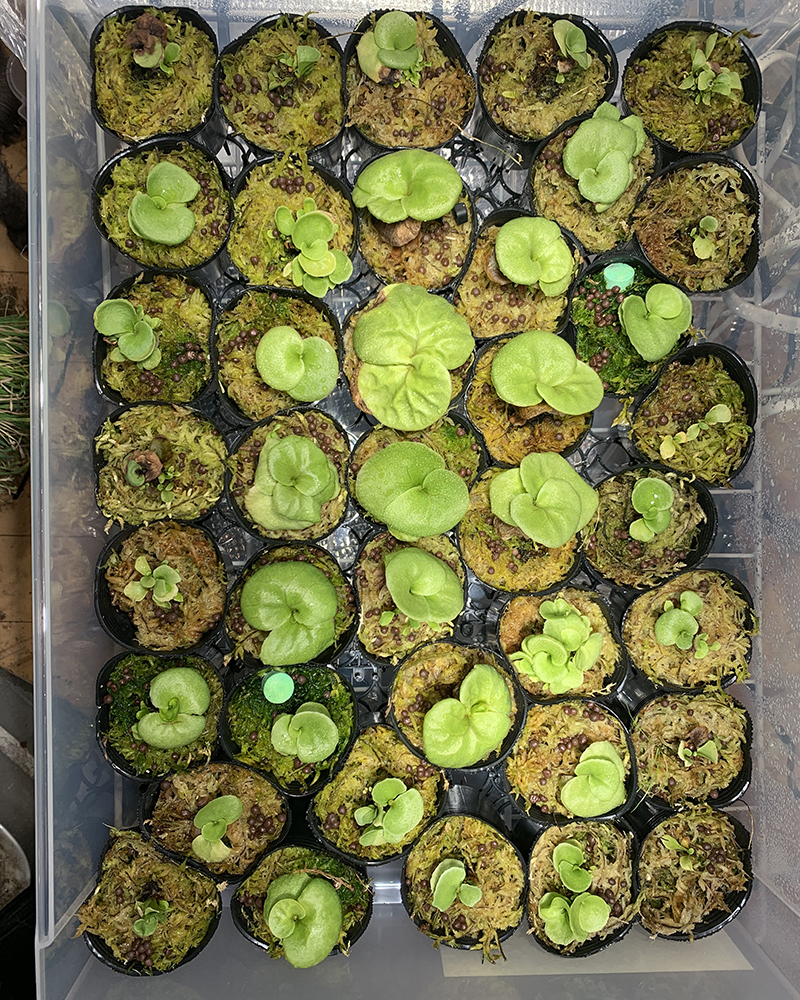 ビカクシダ リドレイ 胞子培養株 良いサイズになってきた 03（Platycerium ridleyi）