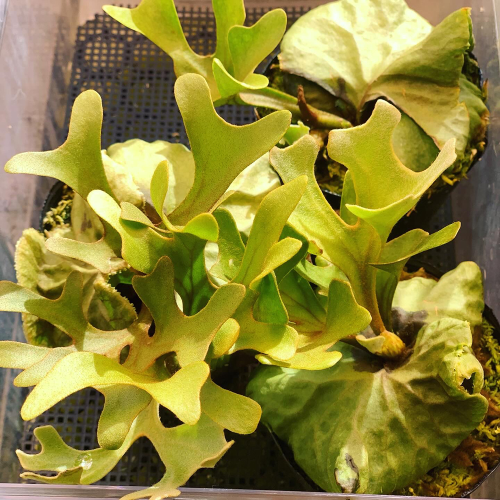 ビカクシダ リドレイ もうすぐ板付け 01（Platycerium ridleyi）