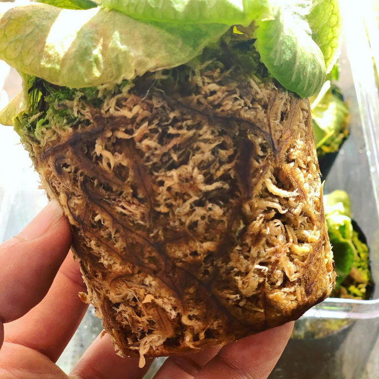 ビカクシダ リドレイ もうすぐ板付け 02（Platycerium ridleyi）