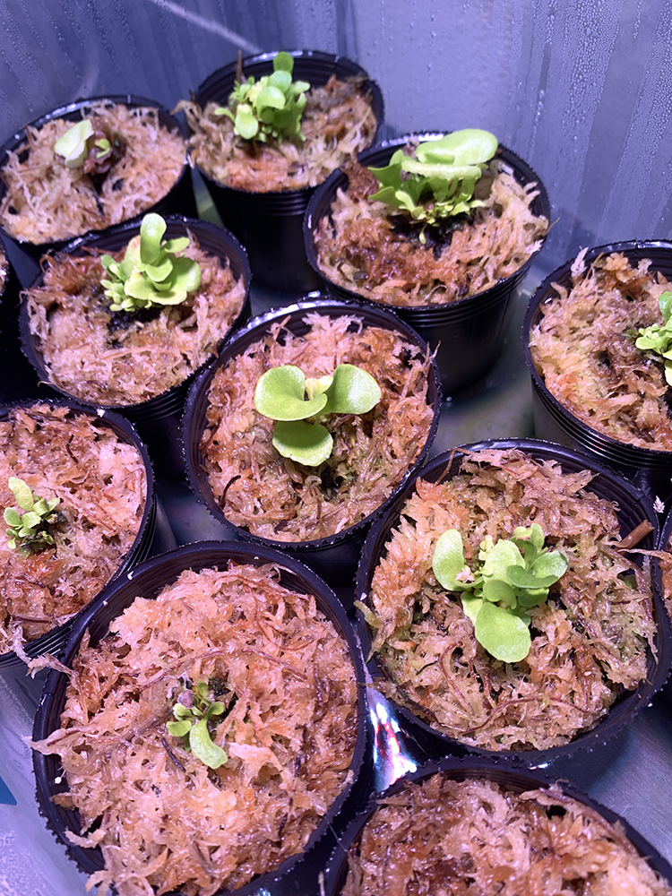 ビカクシダ リドレイ 水苔へ植え替え（Platycerium ridleyi）