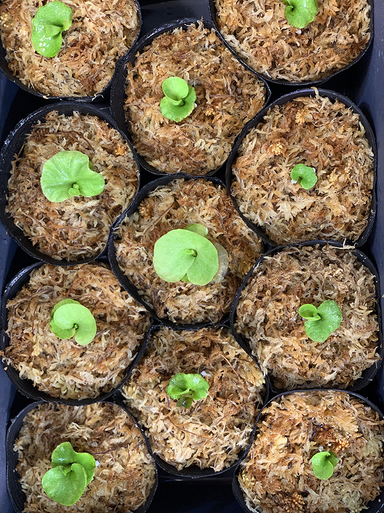 ビカクシダ リドレイ 胞子培養株 水苔へ植え替え 02（Platycerium ridleyi）