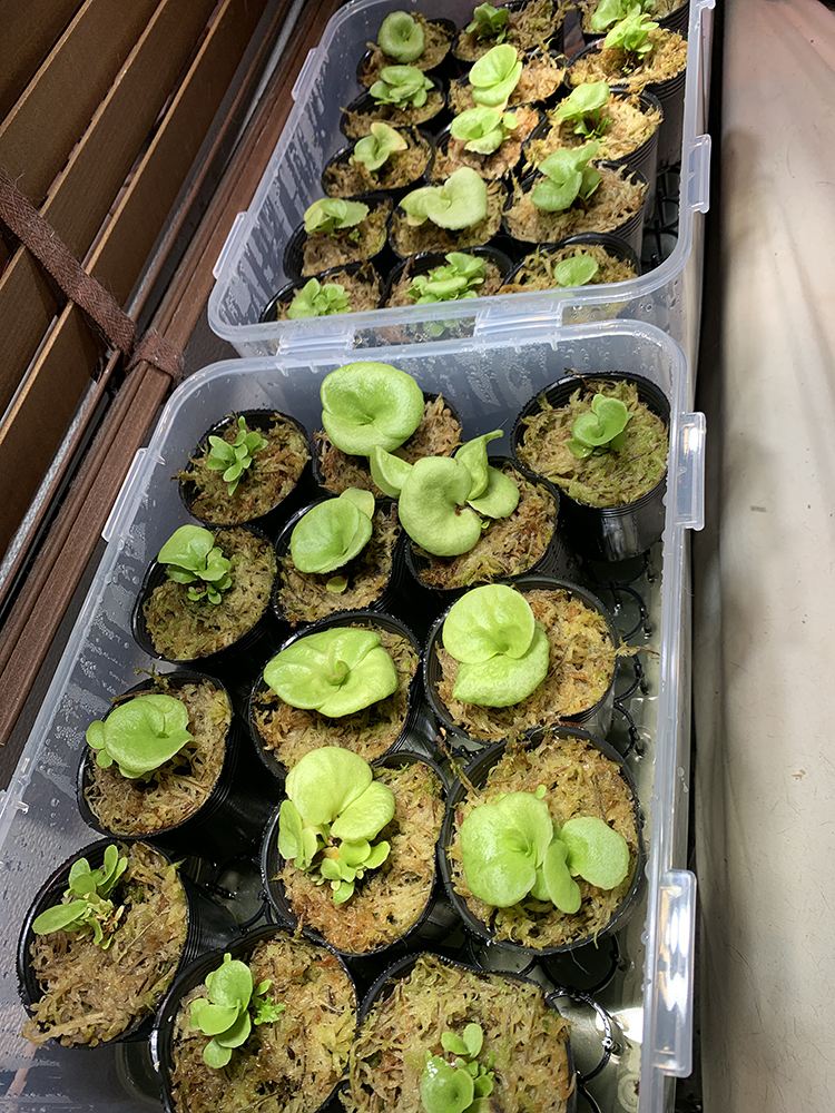 ビカクシダ リドレイ 成長 加速 01（Platycerium ridleyi）