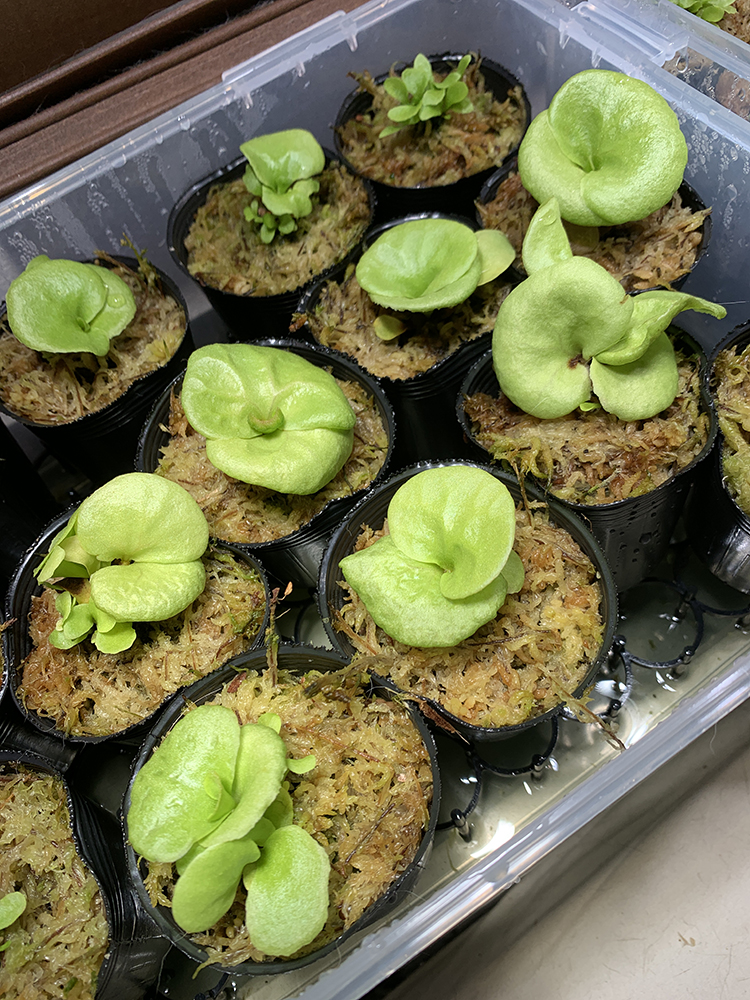 ビカクシダ リドレイ 成長 加速 02（Platycerium ridleyi）