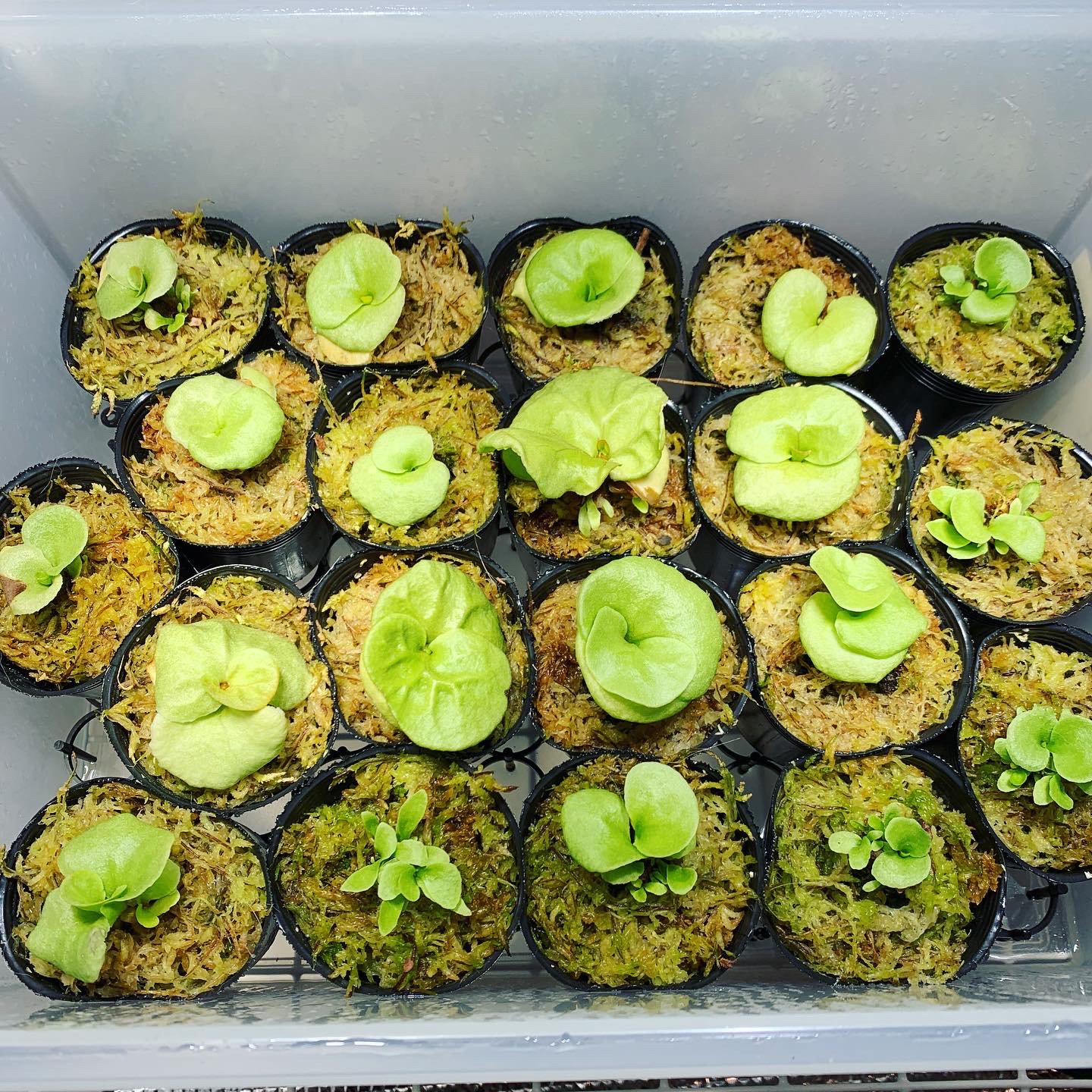 ビカクシダ リドレイ 胞子培養株 増殖（Platycerium ridleyi）