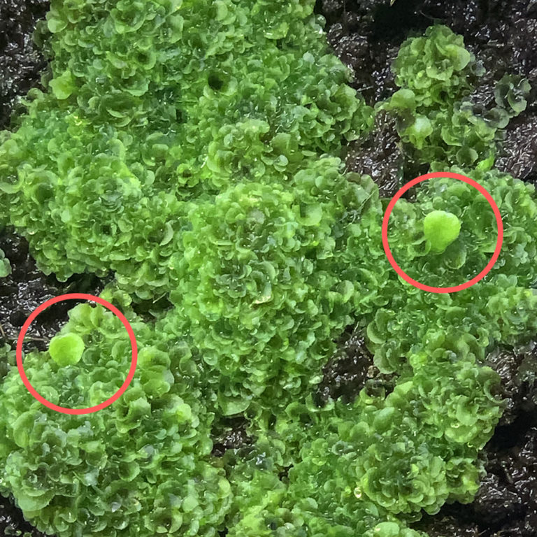 ビカクシダ リドレイ 胞子培養 胞子体 01（Platycerium ridleyi）