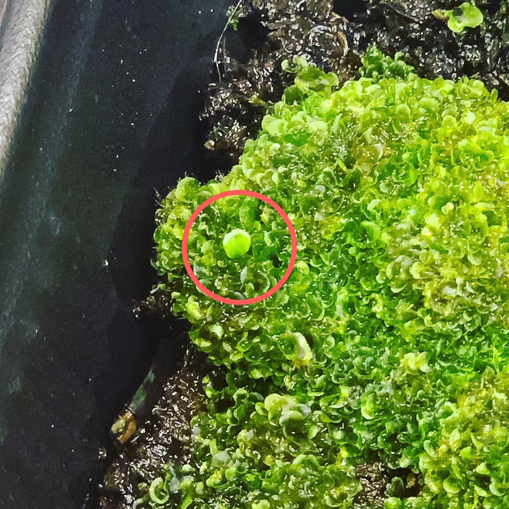 ビカクシダ リドレイ 胞子培養 胞子体 02（Platycerium ridleyi）