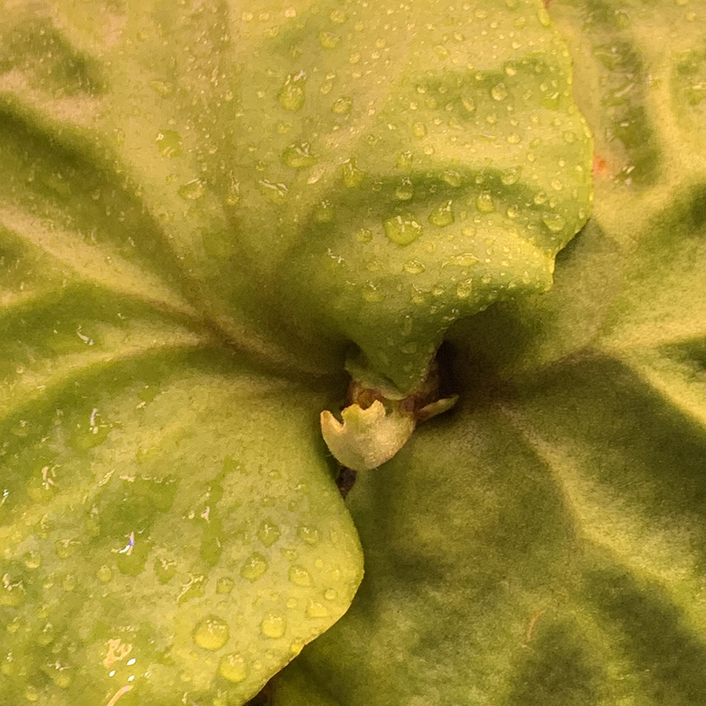 ビカクシダ リドレイ 胞子培養株 新鮮な胞子葉 01（Platycerium ridleyi）