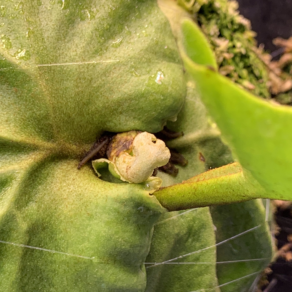 ビカクシダ リドレイ 胞子培養株 新鮮な胞子葉 04（Platycerium ridleyi）