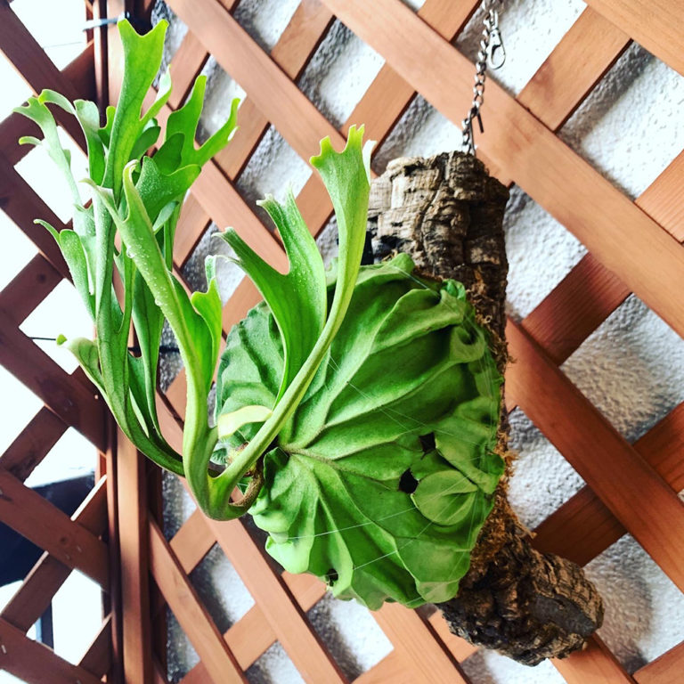 ビカクシダ リドレイの成長記録｜胞子培養株 成長