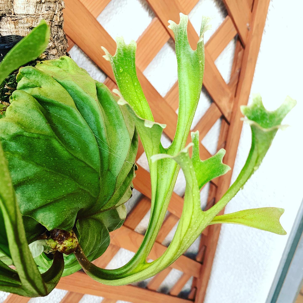 ビカクシダ リドレイ 胞子培養株 成長 02（Platycerium ridleyi）