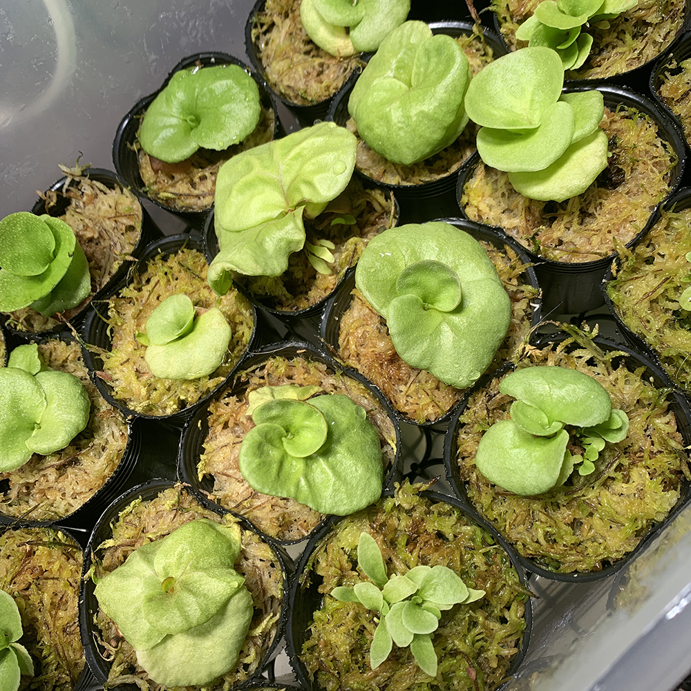 ビカクシダ リドレイ 胞子培養株 量産 01（Platycerium ridleyi）