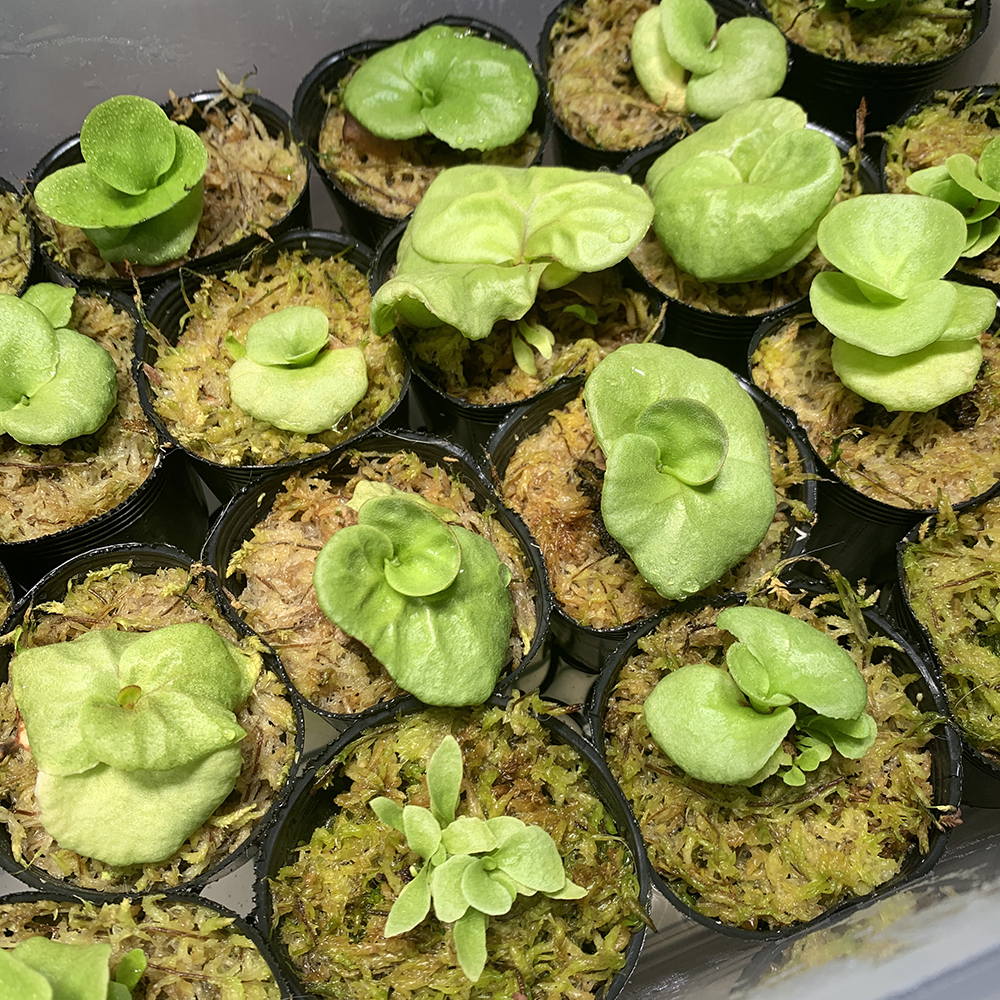 ビカクシダ リドレイ 胞子培養株 量産 02（Platycerium ridleyi）