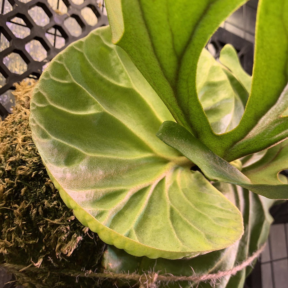 ビカクシダ リドレイ 胞子培養株 新しい貯水葉（Platycerium ridleyi）