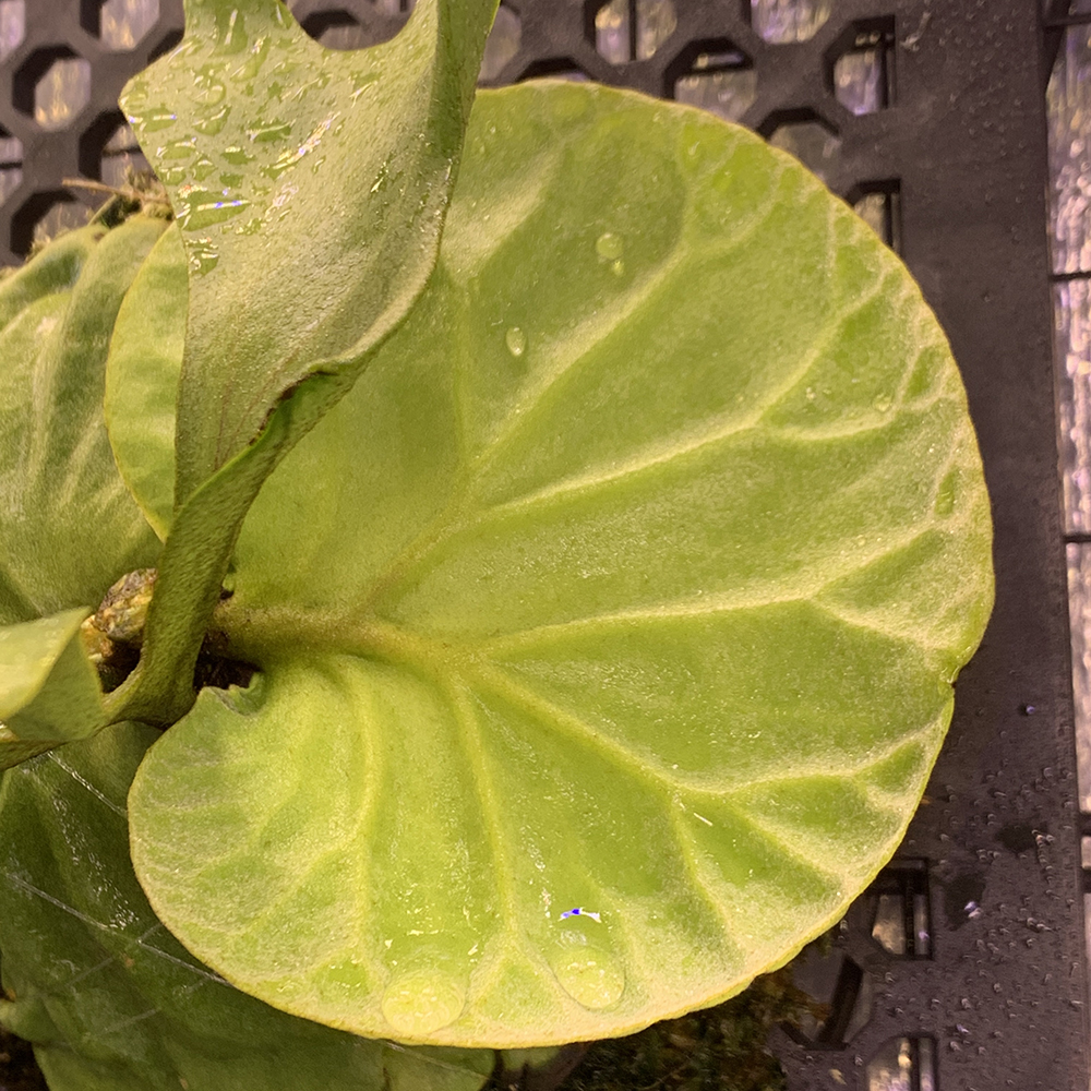 ビカクシダ リドレイ 胞子培養株 貯水葉 01（Platycerium ridleyi）