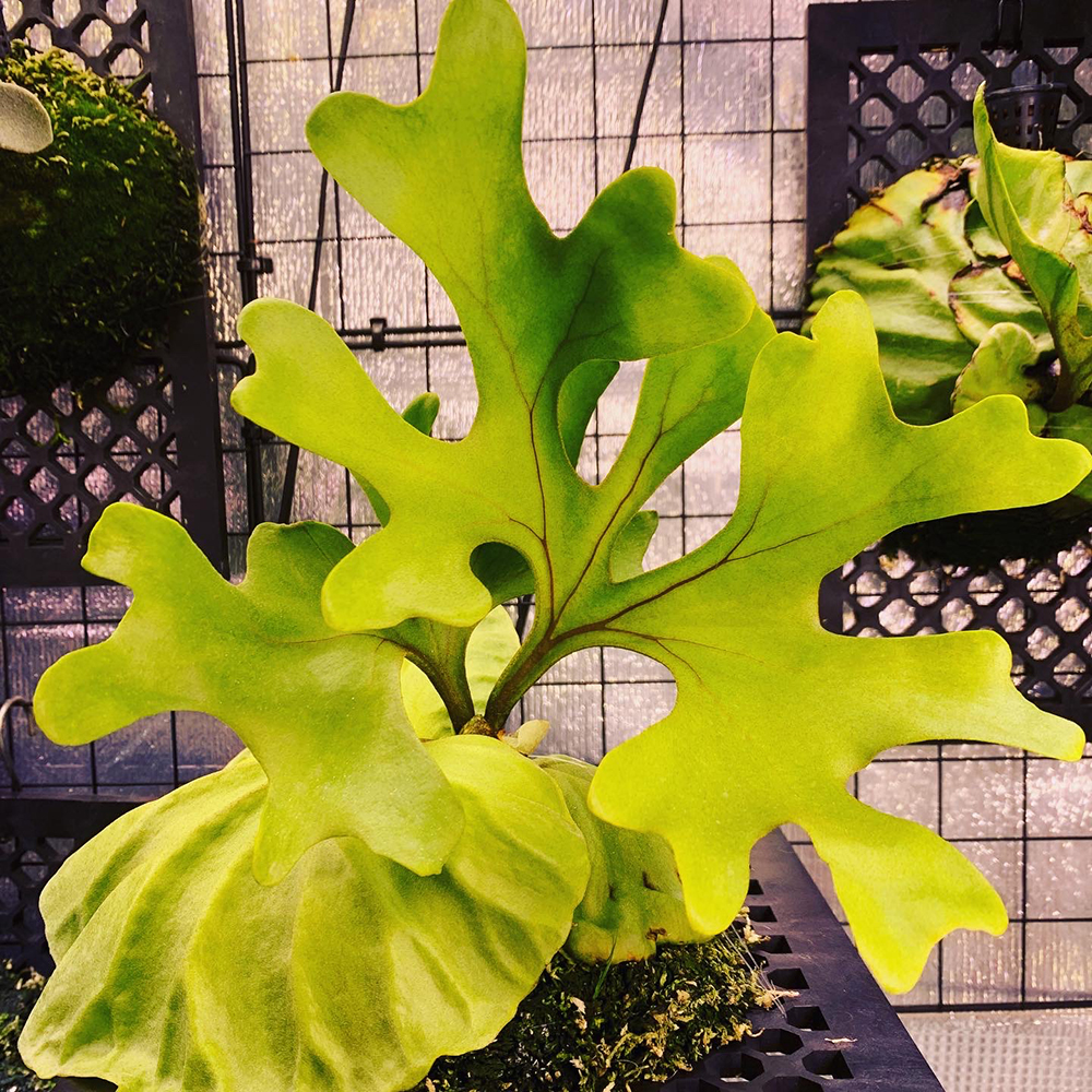 ビカクシダ リドレイ 胞子培養株 貯水葉 03（Platycerium ridleyi）