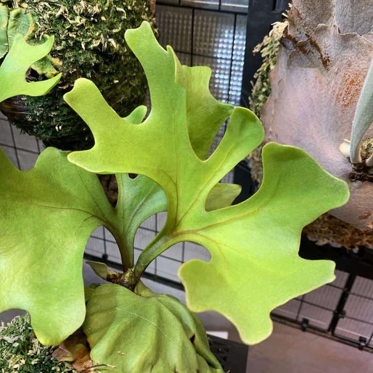 ビカクシダ リドレイの成長記録｜胞子培養株 胞子葉