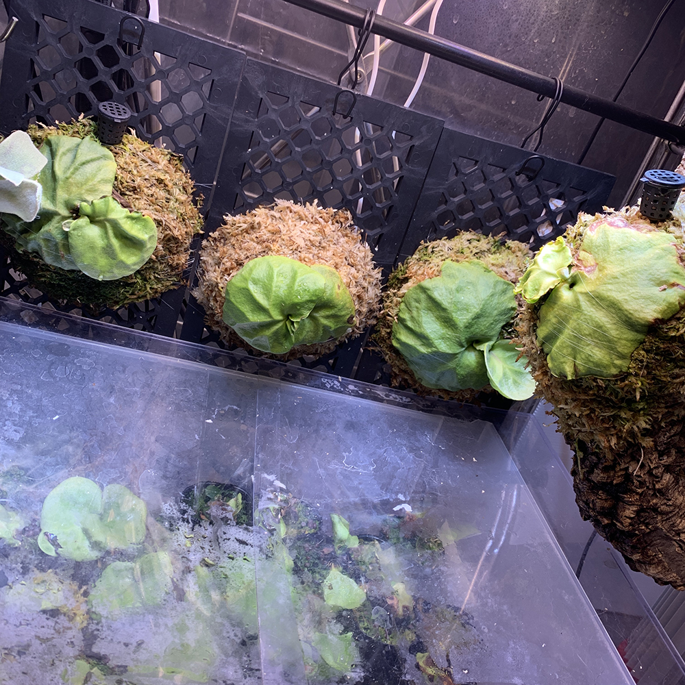 ビカクシダ リドレイ 胞子培養株 板付けの連続 01（Platycerium ridleyi）