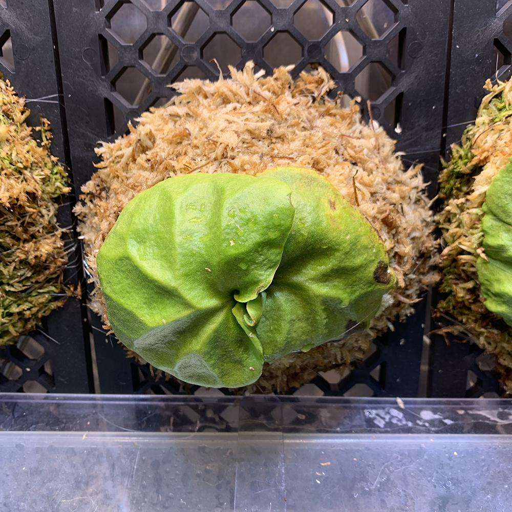 ビカクシダ リドレイ 胞子培養株 板付けの連続 02（Platycerium ridleyi）